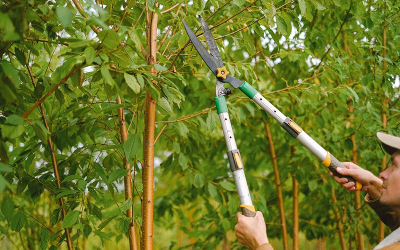 Tree trimming in Nappanee, IN