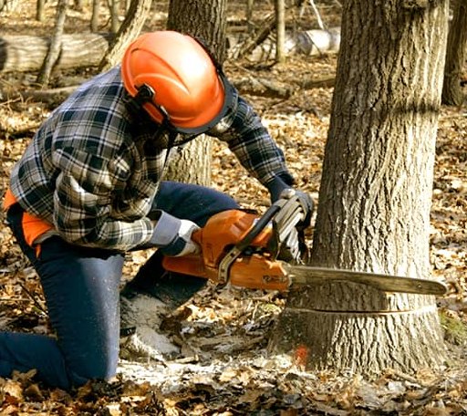 Tree Removal in Nappanee, IN